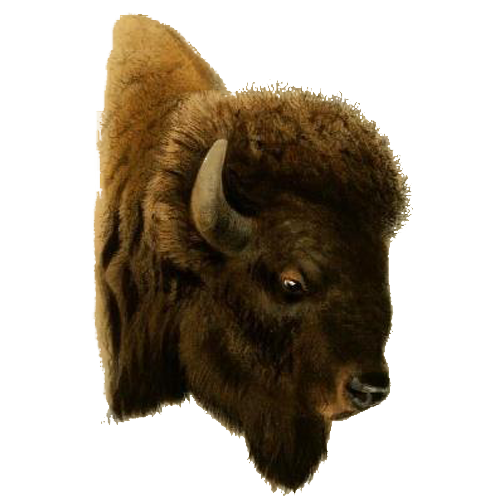 buffalo
